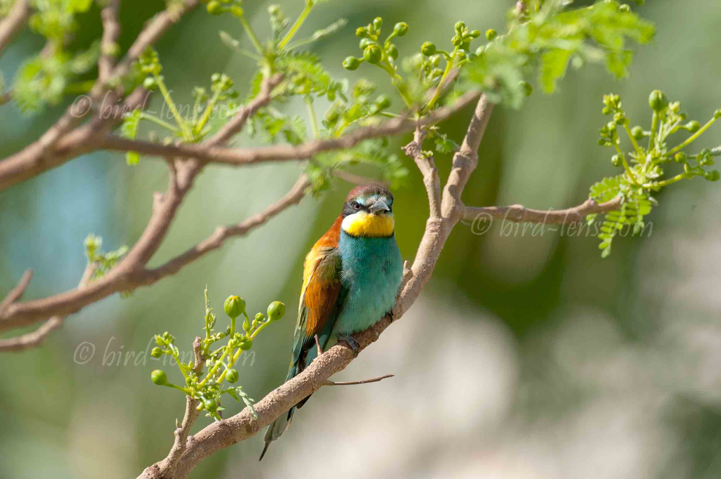 Bienenfresser (europ.)